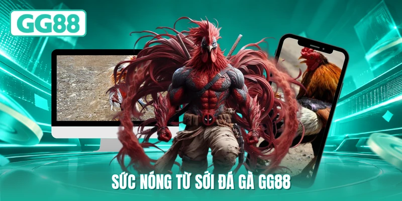 Sức nóng từ sới đá gà GG88